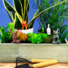 Yoga Cats - Plant Pot Decor