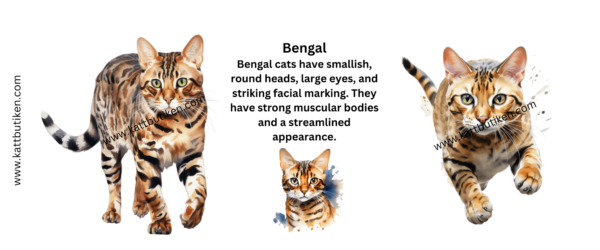Porslin Mugg - Cat Breeds - Bengal - Bild 2