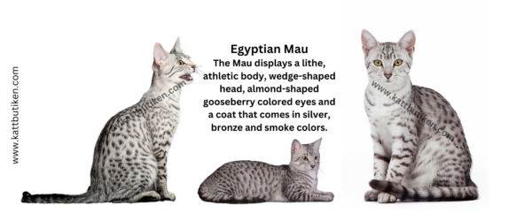 Porslin Mugg - Cat Breeds - Egyptian Mau - Bild 2